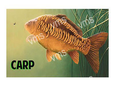 FISH001 CARP FUNNY FISHING METAL SIGN 18"X12"