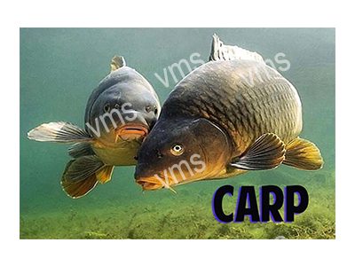 FISH003 2 CARP FUNNY FISHING METAL SIGN 18"X12"