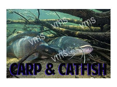 FISH004 CARP AND CATFISH FUNNY FISHING METAL SIGN 18"X12"