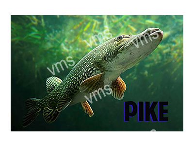 FISH005 PIKE FUNNY FISHING METAL SIGN 18"X12"